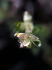 Galium nankotaizanum