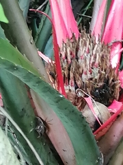Bromelia karatas