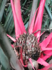 Bromelia karatas