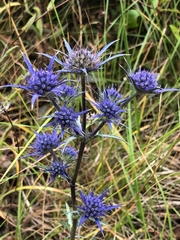 Eryngium dilatatum