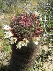 Mammillaria dioica
