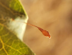 Andricus pedicellatus