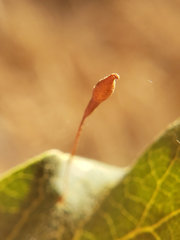 Andricus pedicellatus
