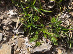 Chaerophyllum taiwanianum