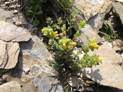 Euphrasia nankotaizanensis