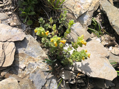 Euphrasia nankotaizanensis