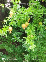 Punica granatum