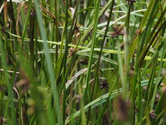 Anaciaeschna martini