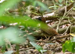 Formicarius moniliger