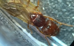 Pheidole pilifera
