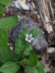 Spigelia hedyotidea