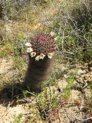 Mammillaria dioica