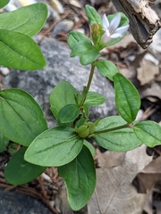 Spigelia hedyotidea