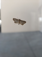 Parapoynx badiusalis