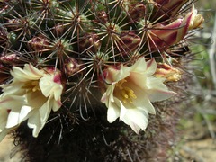 Mammillaria dioica