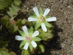 Horkelia marinensis