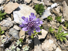 Scabiosa lacerifolia