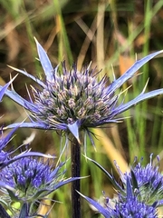 Eryngium dilatatum