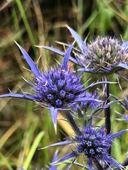 Eryngium dilatatum