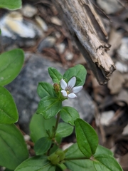 Spigelia hedyotidea