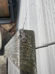 Acanthocinus nodosus