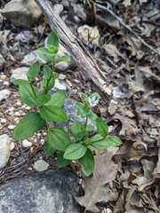 Spigelia hedyotidea