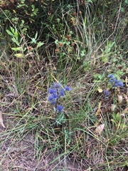 Eryngium dilatatum
