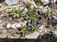 Scabiosa lacerifolia
