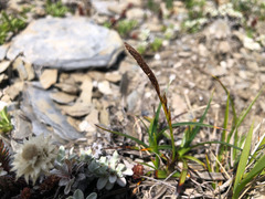 Carex chrysolepis