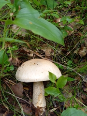 Leccinum percandidum