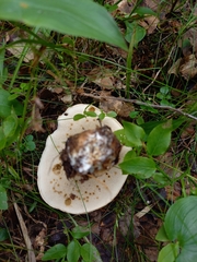 Leccinum percandidum