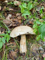 Leccinum percandidum