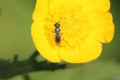 Lasioglossum leucopus