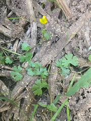 Ranunculus gmelinii