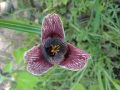 Tigridia vanhouttei
