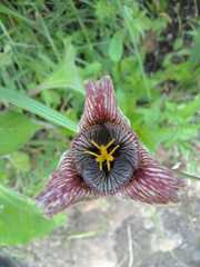 Tigridia vanhouttei