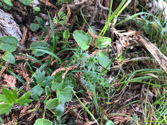 Chaerophyllum taiwanianum