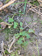 Ranunculus gmelinii