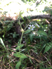 Cerastium subpilosum