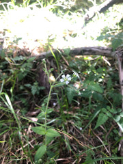 Cerastium subpilosum