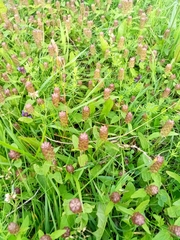 Prunella vulgaris