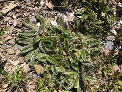 Argentina tugitakensis