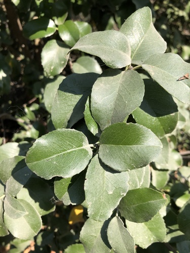 iNaturalist observation photo of Dicots