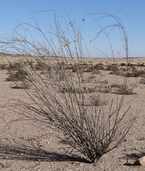 Gomphocarpus filiformis image