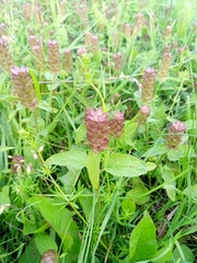 Prunella vulgaris