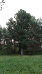 Pinus sibirica