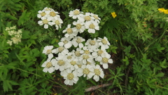 Achillea ledebourii