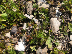 Chaerophyllum taiwanianum