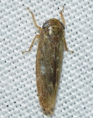 Allygus modestus