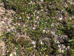 Chaerophyllum taiwanianum